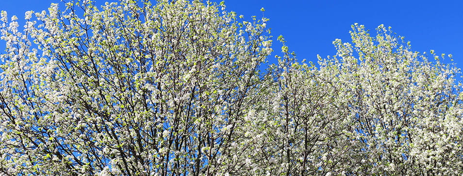 arts walkway flowering trees