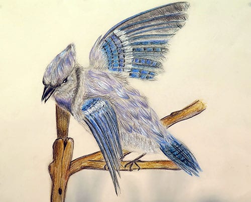 Blue Jay, by Arriana Arroyo '20