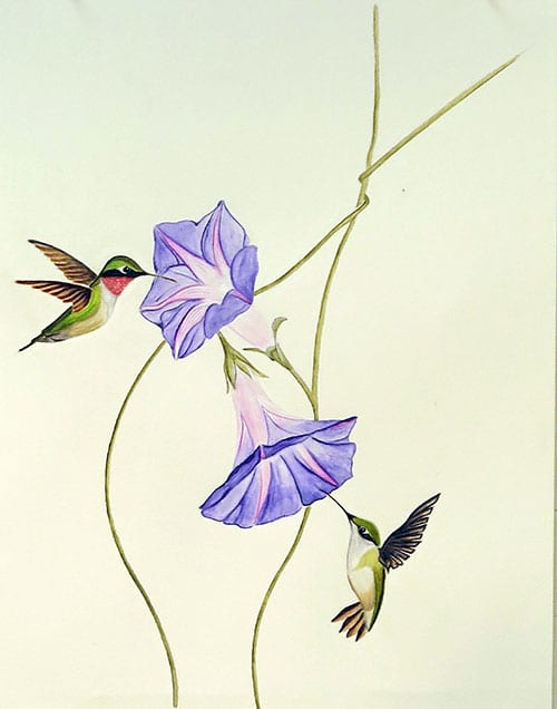 Male and Female Hummingbirds with Morning Glories, Keara Westover '22